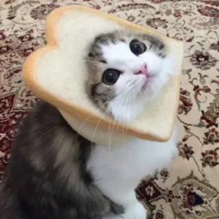 🍞 แมว, ลูกแมว, ขนมปัง, น่ารัก, สัตว์, สัตว์เลี้ยง telegram sticker