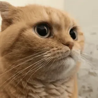 😾 кошка, животное, питомец, милый, котенок whatsapp sticker