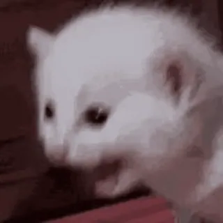 🙀 gattino, gatto, bianco, carino, animale telegram sticker