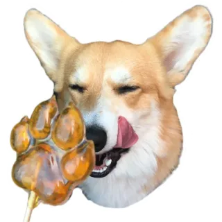 😋 hond, corgi, eten, snoep, zoet, likken telegram sticker