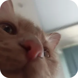 🐱 gatto, animale, animale domestico, gatto domestico, primo piano, mammifero telegram sticker
