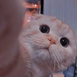 🌸 gato, fofo, animal, animal de estimação, gatinho, Scottish Fold, olhos grandes telegram sticker