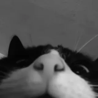 🐈‍⬛️ кот, кот смокинг, крупный план, животное, питомец, черно-белый, смешной, нос telegram sticker