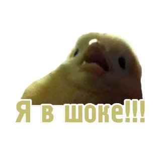 😳 Я в шоке!!! uccello, scioccato, sorpresa, animale, giallo, meme telegram sticker