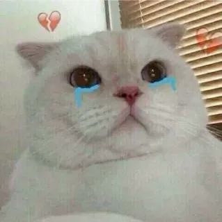 🥲 chat triste, pleurer, coeur brisé, chat, émotions, mème, autocollant whatsapp sticker