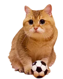 ⚽ cat, kitten, soccer, football, cute, animal, pet, playful telegram sticker