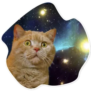 😕 แมว, กาแล็กซี, อวกาศ, สัตว์เลี้ยง, สัตว์, สติกเกอร์ telegram sticker