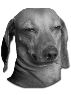 😑 dog, animal, pet, dachshund, meme, funny telegram sticker