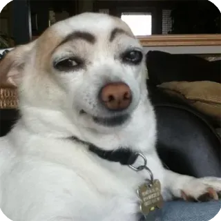 😉 dog, chihuahua, eyebrows, funny, pet telegram sticker