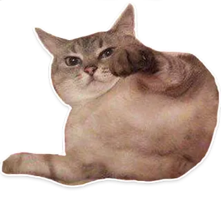 😉 gato, animal, mascota, gatito, felino telegram sticker