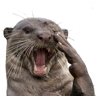 😢 выдра, животное, смешной, мем, глупый, милый telegram sticker