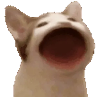 😮 Katze, Meme, Tier, Lustig, Pop-Katze telegram sticker