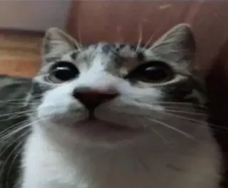 🌟 gato, animal, animal de estimação, animal doméstico, mamífero, fofo, felino telegram sticker
