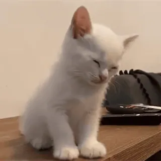 😶 chaton, chat, animal, blanc, mignon, animal de compagnie whatsapp sticker