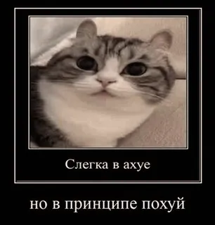 😐 Слегка в ахуе но в принципе похуй gato, engraçado, meme, russo, ofensivo, animal telegram sticker
