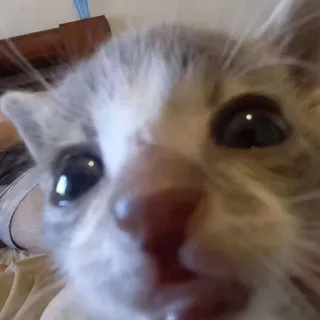 ❓ 고양이, 새끼 고양이, 동물, 애완 동물, 귀여운, 눈 telegram sticker