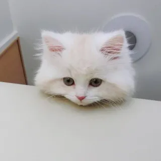 🤐 猫, 子猫, かわいい, 動物, ペット, ふわふわ, 白い猫 telegram sticker