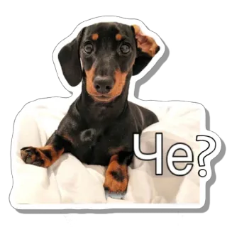 🤔 Че? dog, dachshund, animal, pet, question whatsapp sticker