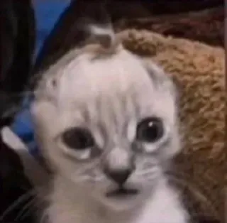 💘 Katze, Kätzchen, Meme, Tier, Haustier, süß, lustig telegram sticker