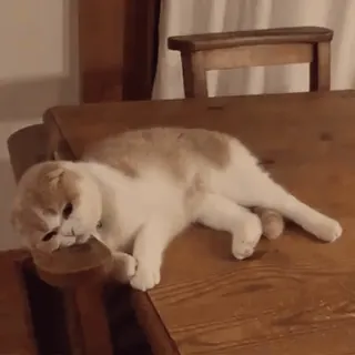 ❤️ cat, animal, cute, pet, mammal, domestic, feline whatsapp sticker