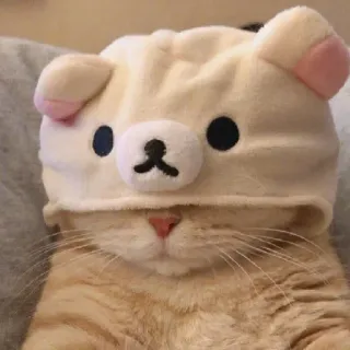 🙈 猫, 動物, ペット, かわいい, クマ, 帽子 telegram sticker