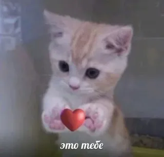 ❤️ это тебе 猫, 小猫, 心, 爱, 可爱, 动物 telegram sticker