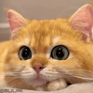 😉 @FIX_X_FOX cat, cute, animal, kitten, pet, eyes telegram sticker