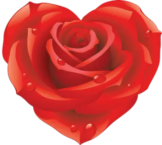 🌹 Rose, Herz, Blume, Liebe, Valentinstag, Rot whatsapp sticker