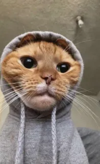 🤕 кот, толстовка, животное, питомец, милый, смешной, мем telegram sticker