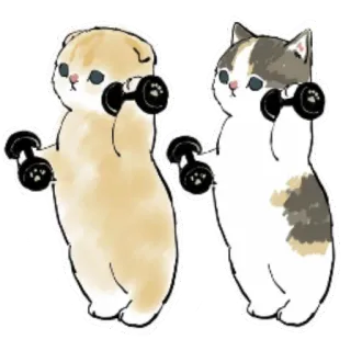 🏋‍♀ gato, mancuerna, ejercicio, entrenamiento, fitness, animal whatsapp sticker