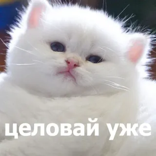 😗 целовай уже แมว, แมวขาว, ลูกแมว, รัสเซีย, น่ารัก, สัตว์ telegram sticker