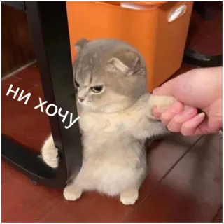 😡 ни хочу cat, kitten, cute, funny, meme, animal, russian telegram sticker