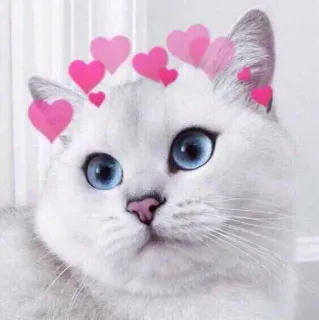 😍 gatto, cuore, animale, carino, adesivo, gatto bianco, animale domestico whatsapp sticker