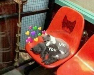💘 Me
You gatti, amore, amicizia, carino, animali telegram sticker