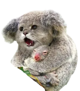 😫 cat, animal, baby, cute, manul, kitten, wild cat telegram sticker