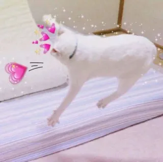 🐱 gato, coração, amor, adesivo, animal, fofo telegram sticker