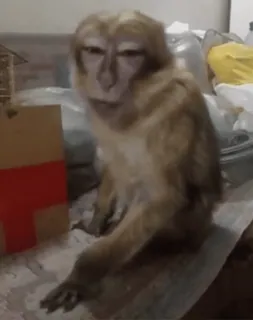 😳 monkey, animal, primate, mammal, wildlife telegram sticker