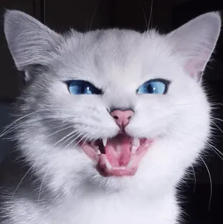 🌝 gato, bravo, felino, branco, olhos azuis, animal, gato doméstico whatsapp sticker