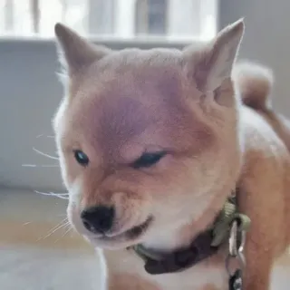 😡 shiba inu, chien, animal, animal de compagnie, en colère telegram sticker