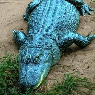 🐊 alligator, reptile, animal, faune, nature, crocodile whatsapp sticker