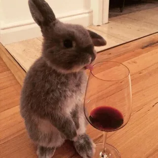 😛 dier, konijn, wijn, glas, schattig telegram sticker