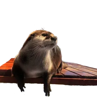 😞 выдра, животное, млекопитающее, дикая природа, милый, природа telegram sticker