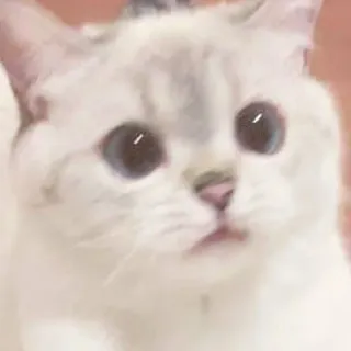 🙁 cat, animal, pet, cute, white, domestic whatsapp sticker