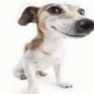 🐶 chien, animal de compagnie, animal, domestique, mammifère, canin whatsapp sticker