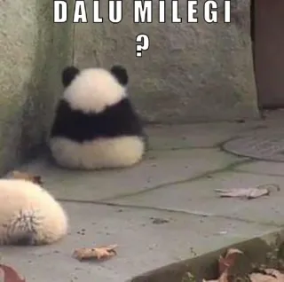 😂 DALU MILEGI ? Panda, Mignon, Animaux, Meme, Question telegram sticker