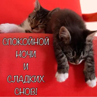 🤓 СПОКОЙНОЙ НОЧИ И СЛАДКИХ СНОВ! mèo, mèo con, ngủ, chúc ngủ ngon, mơ đẹp, động vật telegram sticker