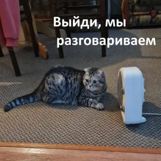 🙊 Выйди, мы разговариваем cat, talking, funny, animal, meme telegram sticker