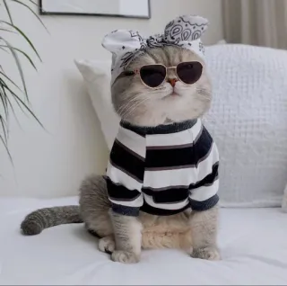 🤔 Katze, Sonnenbrille, Bandana, Haustier, Tier, süß telegram sticker