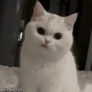 😕 @FIX_X_FOX gato, gato branco, animal de estimação, animal, fofo, gato doméstico whatsapp sticker
