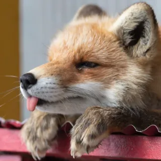 🦊 whatsapp sticker